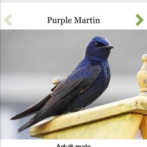 Meet your Posher, Daphne